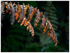 Brandon Country Park 17