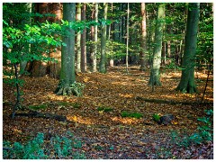 Brandon Country Park 18