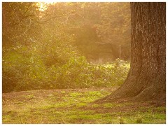 Hatfield Forest21