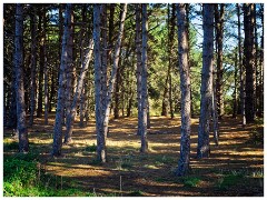 Norfolk  30  Holkham Pine Woods