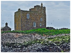 Farne Islands 01  Inner Farne