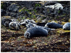 Farne Islands 02  Sealsw