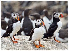 Farne Islands 03  Puffins