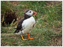 Farne Islands 04  Puffins