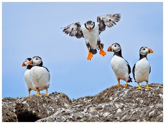 Farne Islands 05  Just about to Land