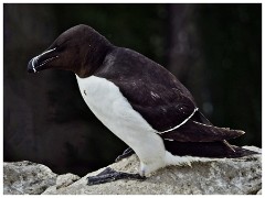 Farne Islands 07  Razorbill