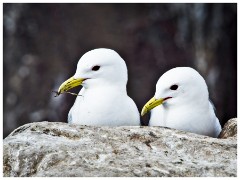 Farne Islands 08  Kittiwake on Staple Island