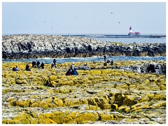 Farne Islands 09  Staple Island