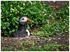 Farne Islands 10  Puffin Looking out of His Home