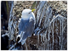 Farne Islands 11  Kittiwake Inner Farne