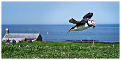 Farne Islands 12  Flying Puffin