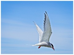 Farne Islands 13  Artic Tern Inner Farne