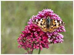 Lindisfarne Island 08  Painted Lady