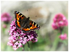 Lindisfarne Island 10  Small Tortoiseshell