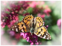 Lindisfarne Island 11  Painted Lady