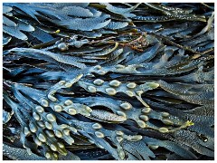 Seahouses and Beadnell Bay 03  Seaweed