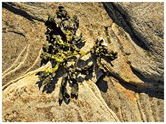 Seahouses and Beadnell Bay 14  Rock and Seaweed