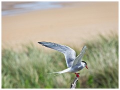 Seahouses and Beadnell Bay 18  Beadnell Tern Colonies
