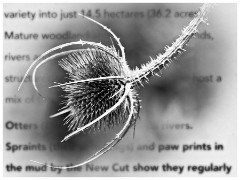 Clare Castle Country Park 06  Teasle