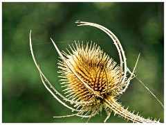 Clare Castle Country Park 07  Teasle