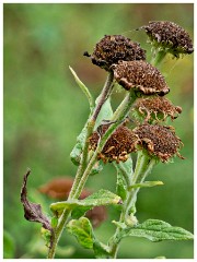 Clare Castle Country Park 11  Seed Heads