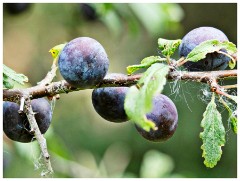 Clare Castle Country Park 12  Sloes