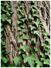 Clare Castle Country Park 14  Ivy