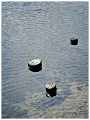Clare Castle Country Park 15  Posts in the River