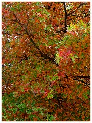 Coloma 003  Autumn Colour