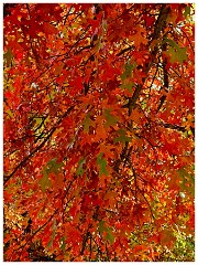 Coloma 004  Autumn Colour