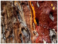 Coloma 011  Manzenita Tree Bark