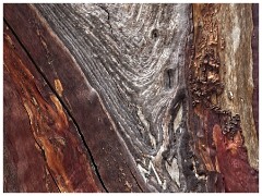 Coloma 014  Manzenita Tree Bark