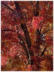 Wine Area 001  Apple Hill Autumn Colour