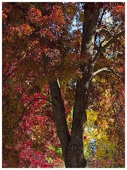Wine Area 002  Apple Hill Autumn Colour