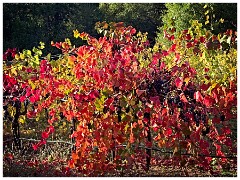 Wine Area 016  Autumn Grape Colours