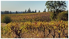 Wine Area 025  Fields of Grapes