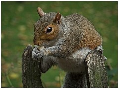 Holland Park 006  Squirrel