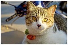 Hanoi Day 1 45  Cat on a Motorcycle