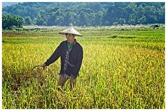 Luang Prabang Day 3 08  The Living Land Farm - Cutting the Rice