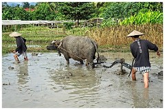 Luang Prabang Day 3 10  The Living Land Farm - Ploughing the land