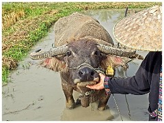 Luang Prabang Day 3 14  The Living Land Farm - A Happy Buffalo