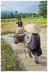 Luang Prabang Day 3 15  The Living Land Farm - Ploughing the land