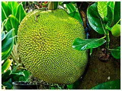 Phnom Penh 49  Bread Fruit