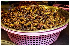 Phnom Penh 72  Bugs for Sale