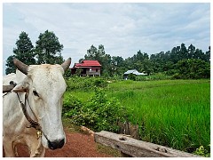 Siem Reap Day Two 03  Journey to the Hidden Jungle Temple by Ox Cart