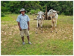 Siem Reap Day Two 06  Ox Cart Driver