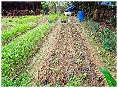 Siem Reap Day Four 08  Cookery School's Vegetable plot - Morning Glory