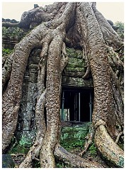 Siem Reap Day Four 16  La Prohm Temple