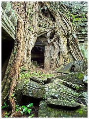 Siem Reap Day Four 24  La Prohm Temple