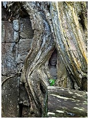 Siem Reap Day Four 25  Close up of Previous Picture Showing the Face between the Tree Trunks